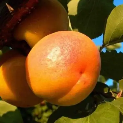 Абрикос СПАДЧЫНА в Полоцке