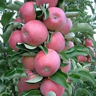 Яблоня АНТЕЙ КИЕВСКИЙ колонновидная в Полоцке