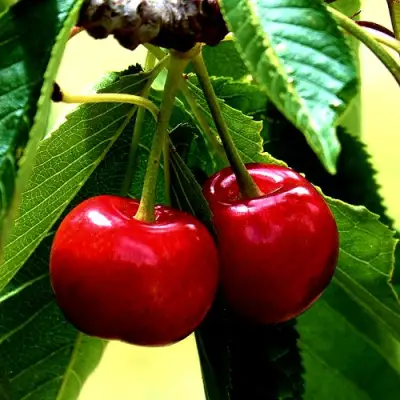 Вишня НИКА в Полоцке