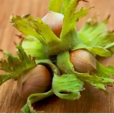 Фундук ГИГАНТ ТАМБОВСКИЙ в Полоцке