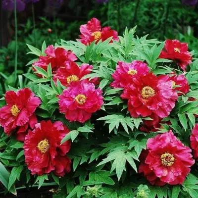 Пион КРАСНЫЙ ЛОТОС древовидный в Полоцке