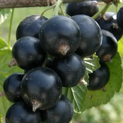 Смородина черная КЛУССОНОВСКАЯ в Полоцке