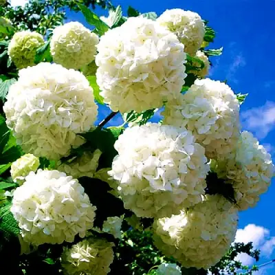 Калина БУЛЬДЕНЕЖ в Полоцке