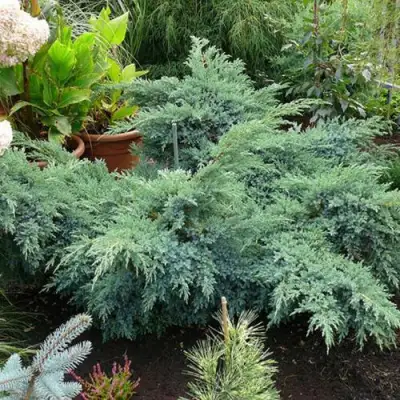 Можжевельник БЛЮ ШВЕД (СВИД) чешуйчатый в Полоцке