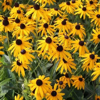 Рудбекия блестящая в Полоцке