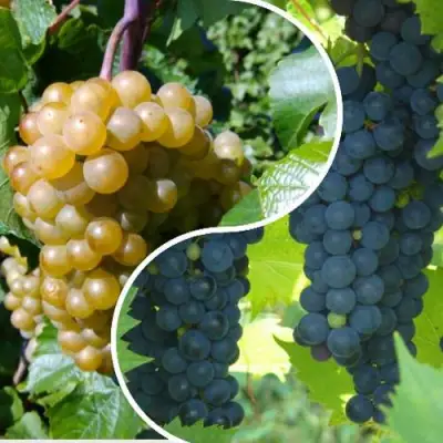 Комплект ИНЬ-ЯНЬ в Полоцке