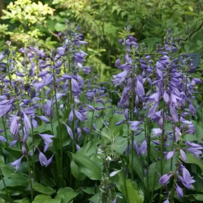 Хоста ГАРРИ ВАН ТРИЕР в Полоцке