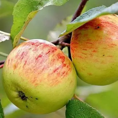 Яблоня РАНЕТКА (КОРОБОВКА) в Полоцке