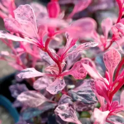 Барбарис РОУЗ ГЛОУ тунберга в Полоцке