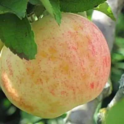 Яблоня ЛЕТНЕЕ СЛАДКОЕ в Полоцке