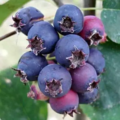 Ирга SLEYT в Полоцке