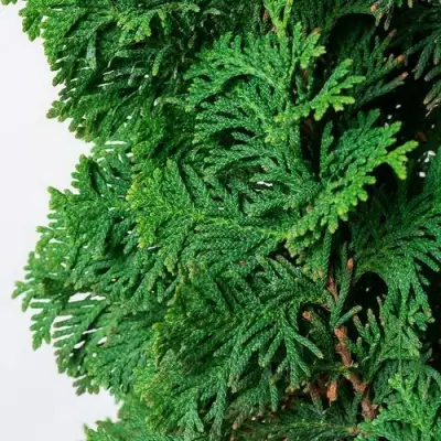 Туя СПИРАЛИС западная в Полоцке