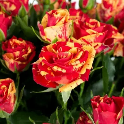 Роза ФАЙЕР ФЛЕШ спрей в Полоцке