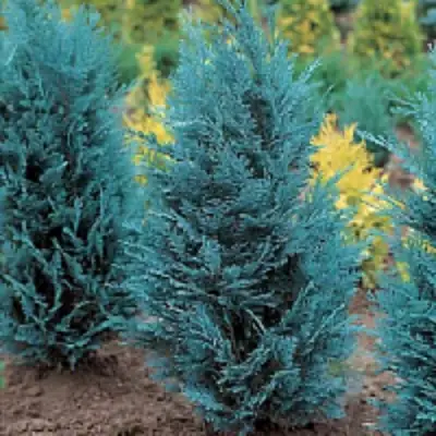 Кипарисовик ВАН ПЕЛЬТС БЛЮ лавсона в Полоцке