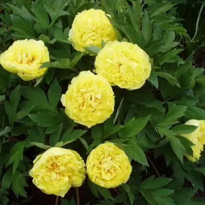 Пион ЗОЛОТАЯ КОРОНА древовидный в Полоцке