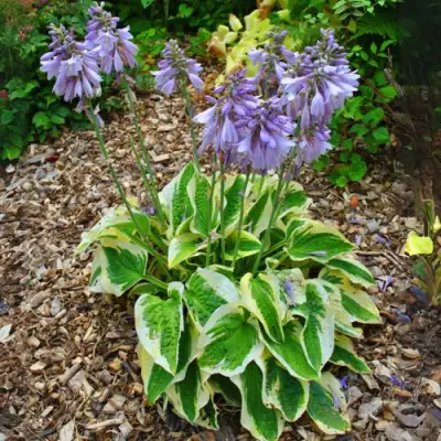 Хоста АУРЕОМАРГИНАТА в Полоцке