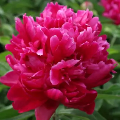 Пион ПЕСНЬ ВЕТРА травянистый в Полоцке