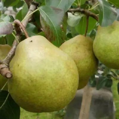 Груша ПЛАТОНОВСКАЯ в Полоцке