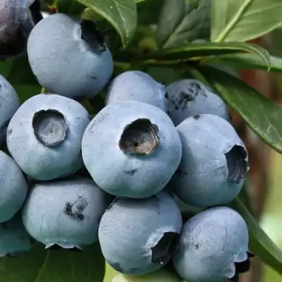 Голубика НЕЛЬСОН в Полоцке