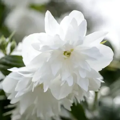 Жасмин МИНЕСОТА СНОУФЛЕЙК в Полоцке