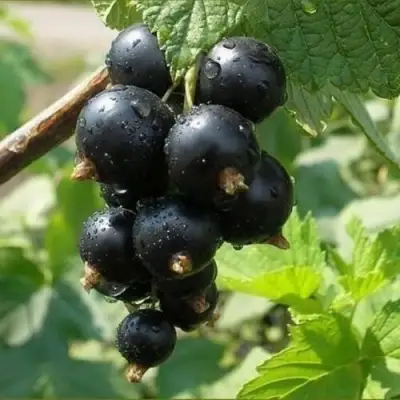 Смородина черная ПИГМЕЙ в Полоцке