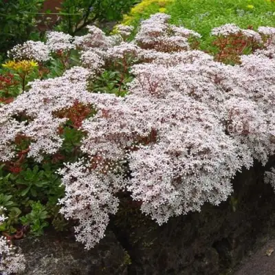 Очиток (седум) МУРАЛЕ белый в Полоцке