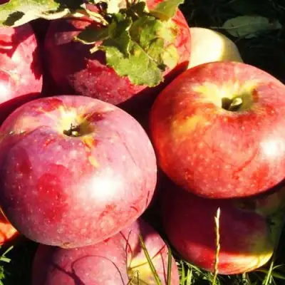 Яблоня АПОРТ в Полоцке