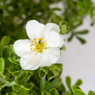 Лапчатка СНОУБЕРД кустарниковая в Полоцке