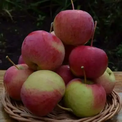 Яблоня РОДНИКОВАЯ в Полоцке