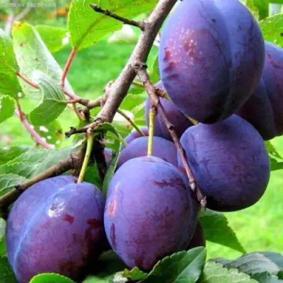 Слива ВЕНГЕРКА БЕЛОРУССКАЯ в Полоцке