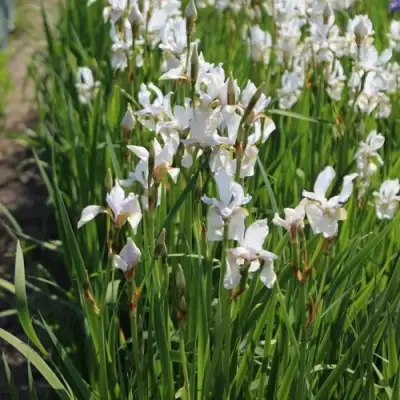 Ирис АЛЬБА сибирский в Полоцке