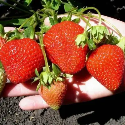 Клубника САН АНДРЕАС ремонтантная в Полоцке