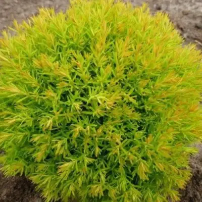 Туя АННИЕК западная в Полоцке