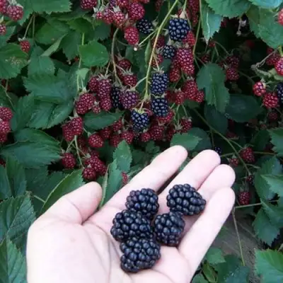 Ежевика ОРКАН бесшипная  в Полоцке