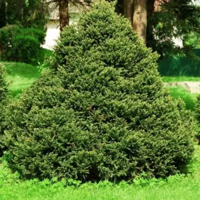 Ель ОЛЕНДОРФИ обыкновенная в Полоцке