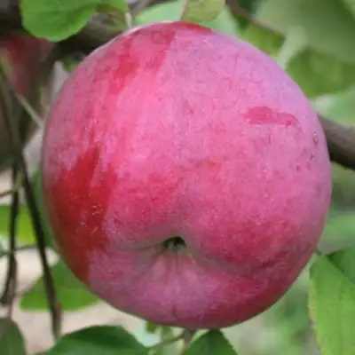 Яблоня БРЯНСКОЕ РОЗОВОЕ в Полоцке