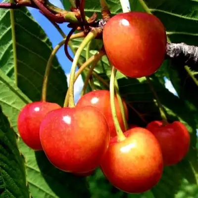 Черешня ФАТЕЖ в Полоцке