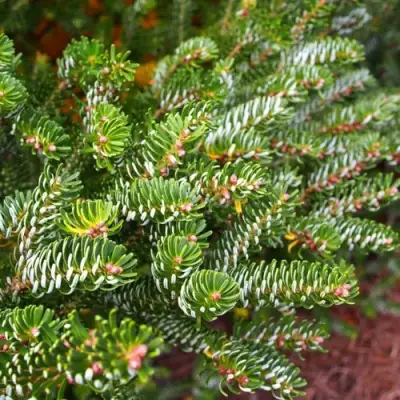 Пихта белая в Полоцке