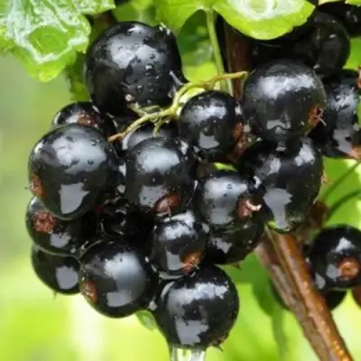 Смородина черная БЫЛИННАЯ (ВЕРНОСТЬ) в Полоцке