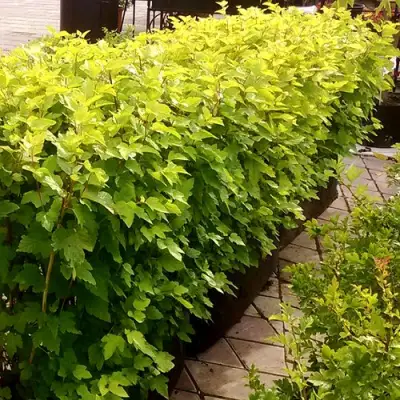 Комплект АНГЕЛ ГОЛД в Полоцке