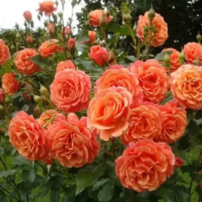 Роза БЕЛЬВЕДЕР шраб в Полоцке