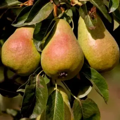 Груша РУССКАЯ КРАСАВИЦА (КРАСАВИЦА ЧЕРНЕНКО) в Полоцке