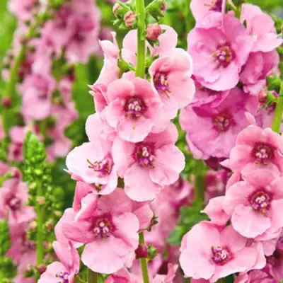 Коровяк ПИНК ДОМИНО гибридный (вербаскум) в Полоцке