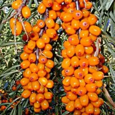 Облепиха СУДАРУШКА в Полоцке