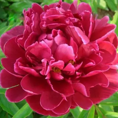 Пион КИТАЙСКИЙ ШЕЛК травянистый в Полоцке