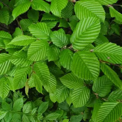 Граб  в Полоцке