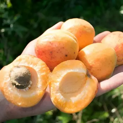 Абрикос ХАРГРАНД в Полоцке