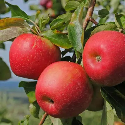 Яблоня ГАЛА МАСТ в Полоцке