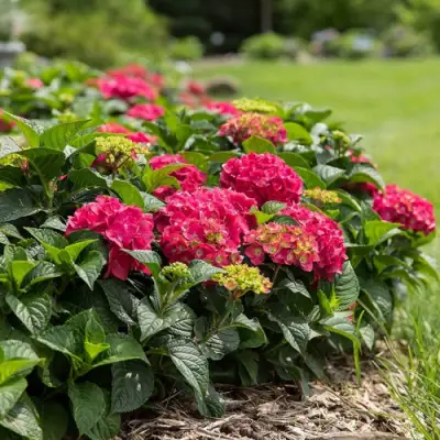 Гортензия ЭНДЛЕСС САММЕР ЛАВ крупнолистная в Полоцке