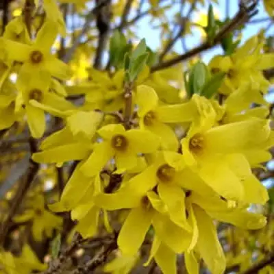 Форзиция ФОРЧУНА в Полоцке